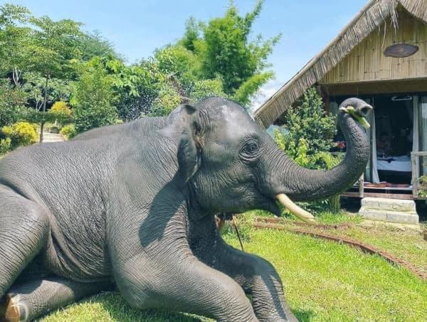 3 Pok Maewang Jinxiang Gold Elephant Park Mae Wang Luaran gambar