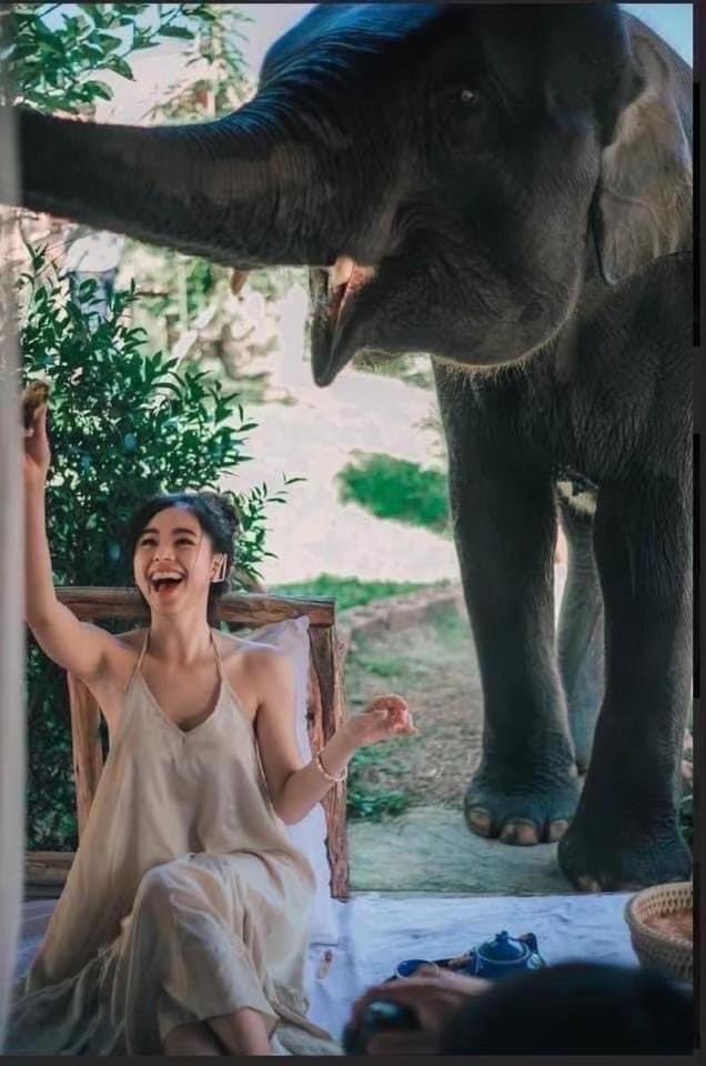 3 Pok Maewang Jinxiang Gold Elephant Park Mae Wang Luaran gambar