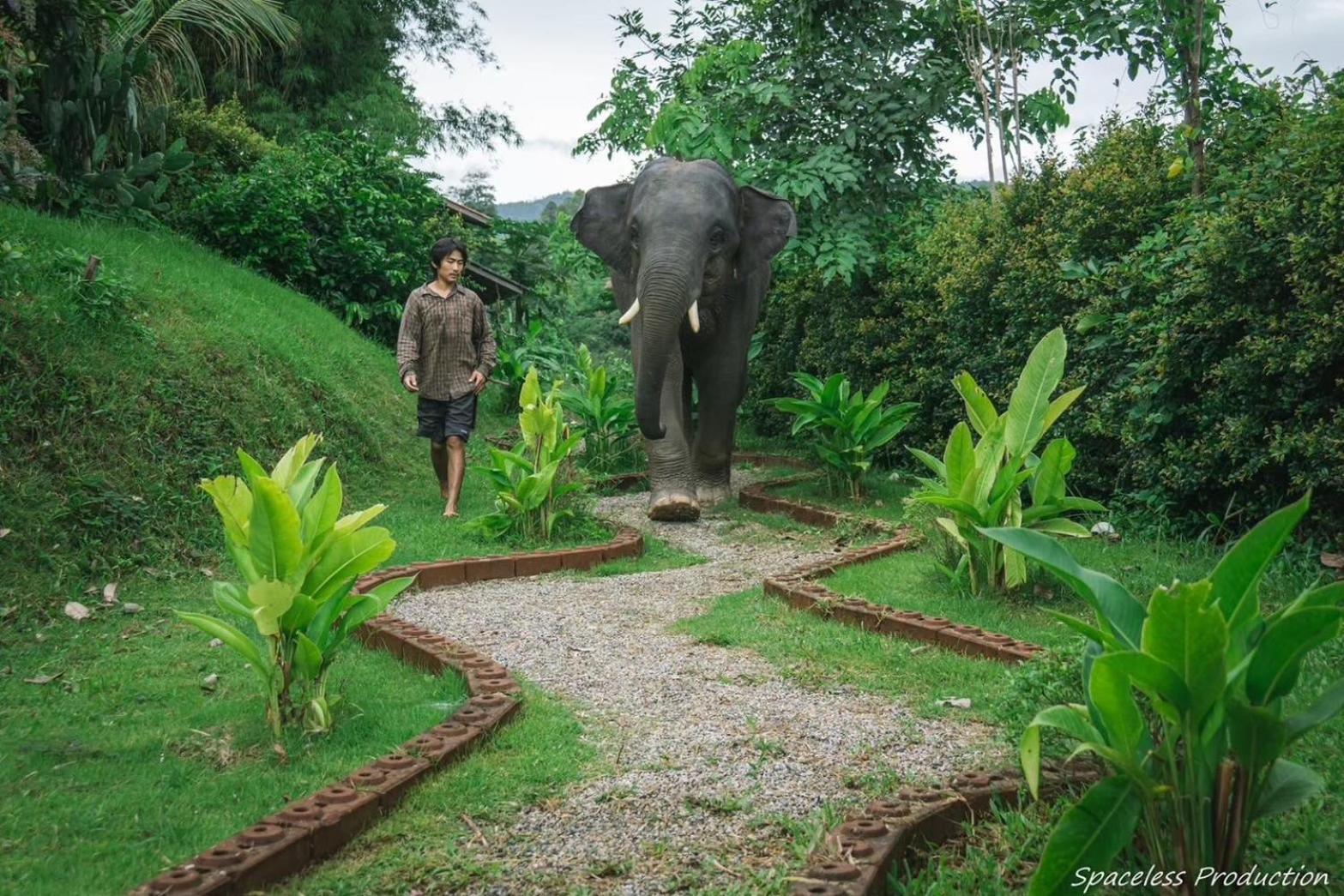 3 Pok Maewang Jinxiang Gold Elephant Park Mae Wang Luaran gambar