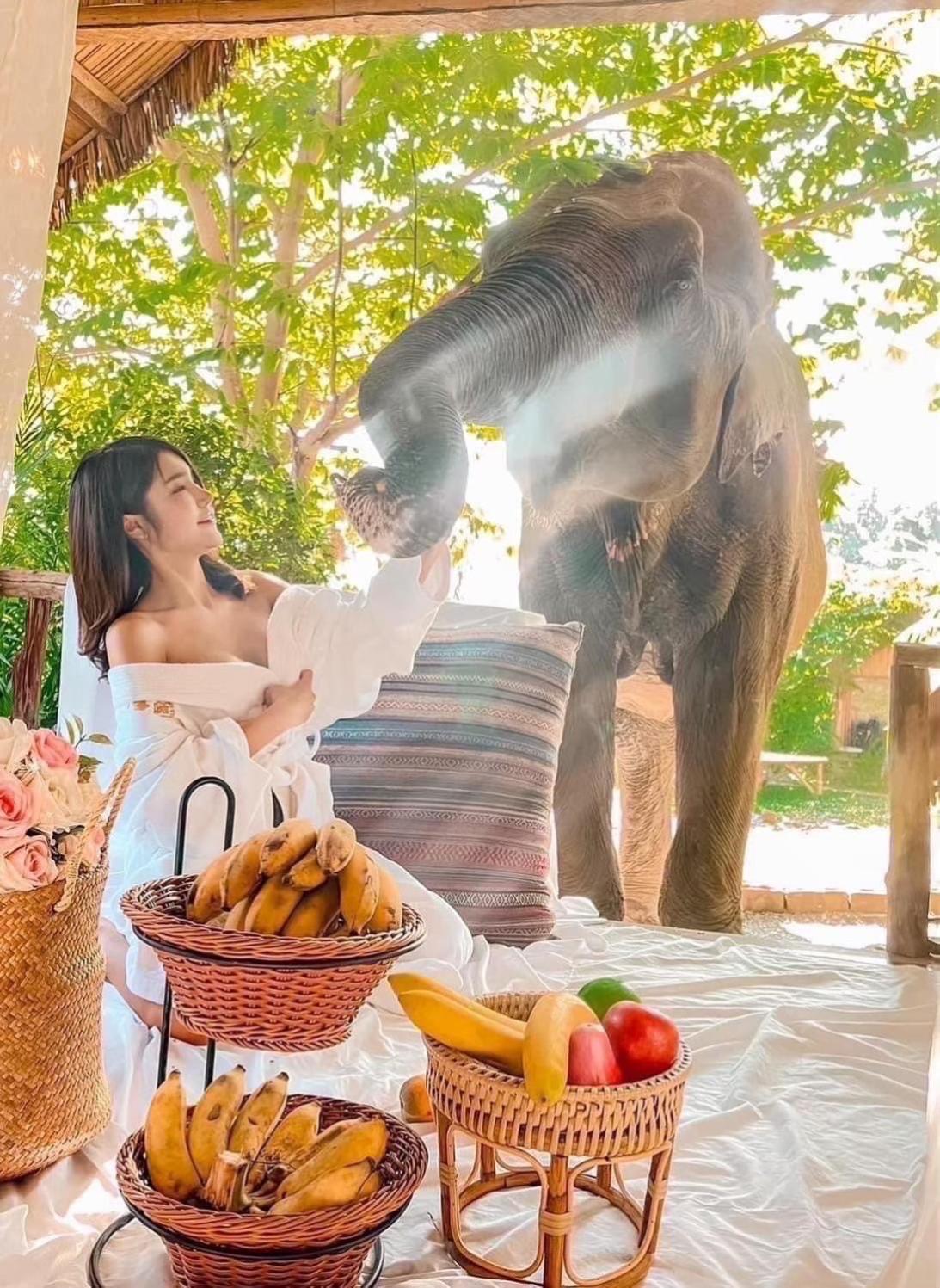 3 Pok Maewang Jinxiang Gold Elephant Park Mae Wang Luaran gambar