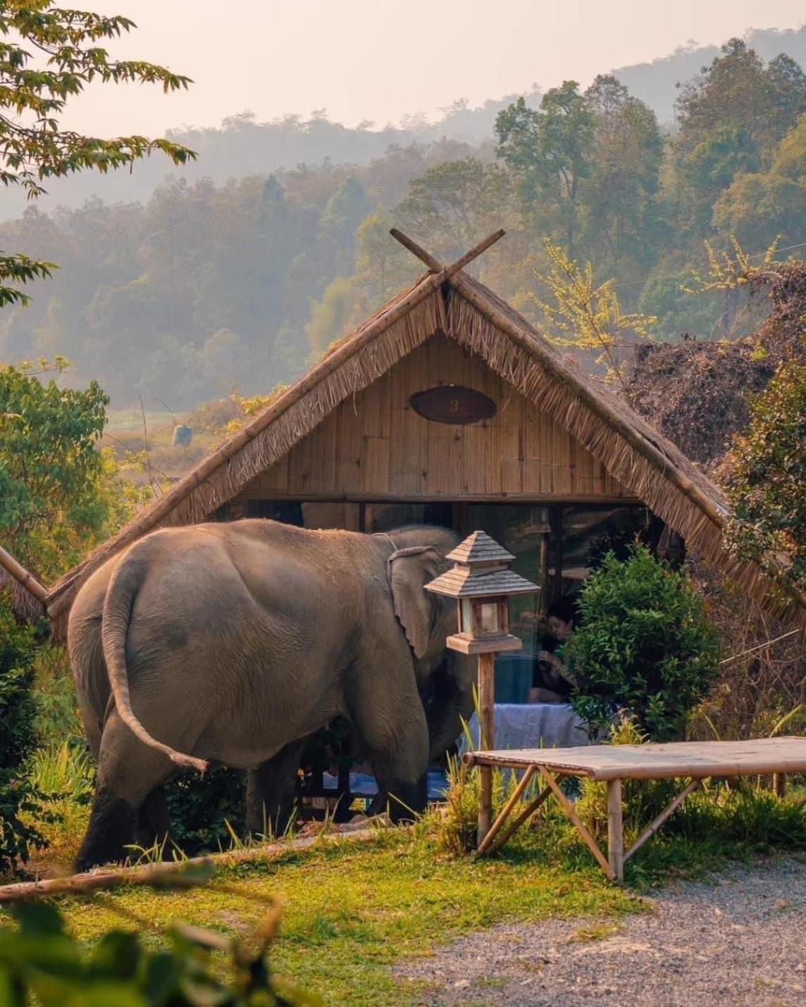 3 Pok Maewang Jinxiang Gold Elephant Park Mae Wang Luaran gambar