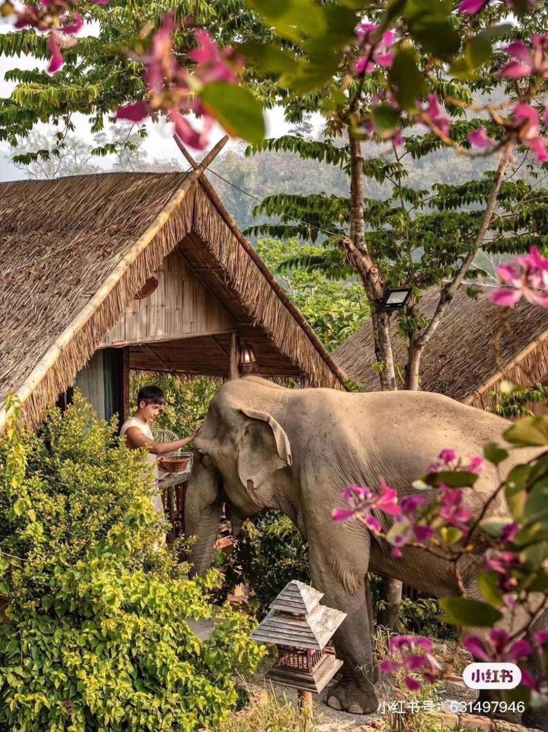 3 Pok Maewang Jinxiang Gold Elephant Park Mae Wang Luaran gambar
