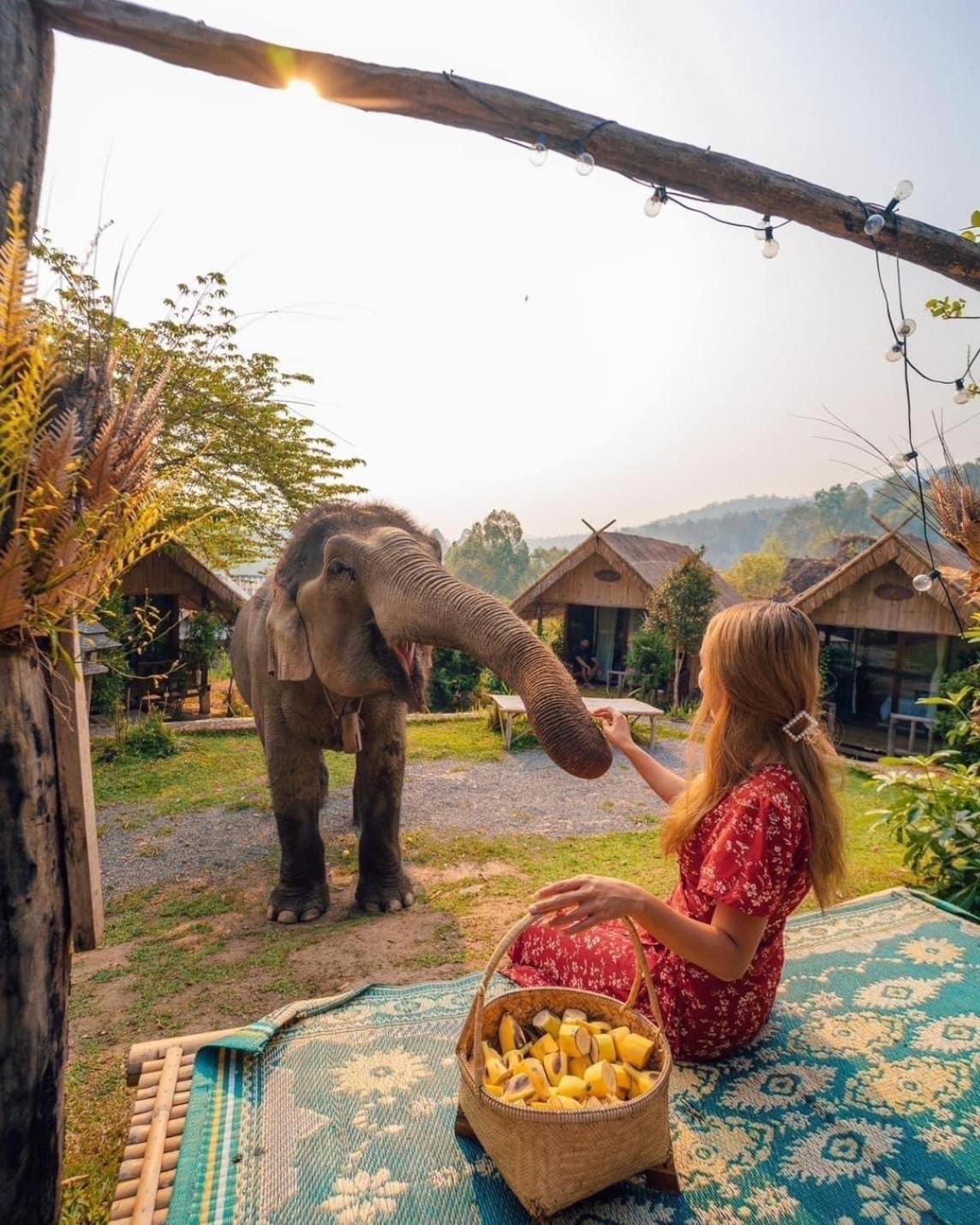 3 Pok Maewang Jinxiang Gold Elephant Park Mae Wang Luaran gambar