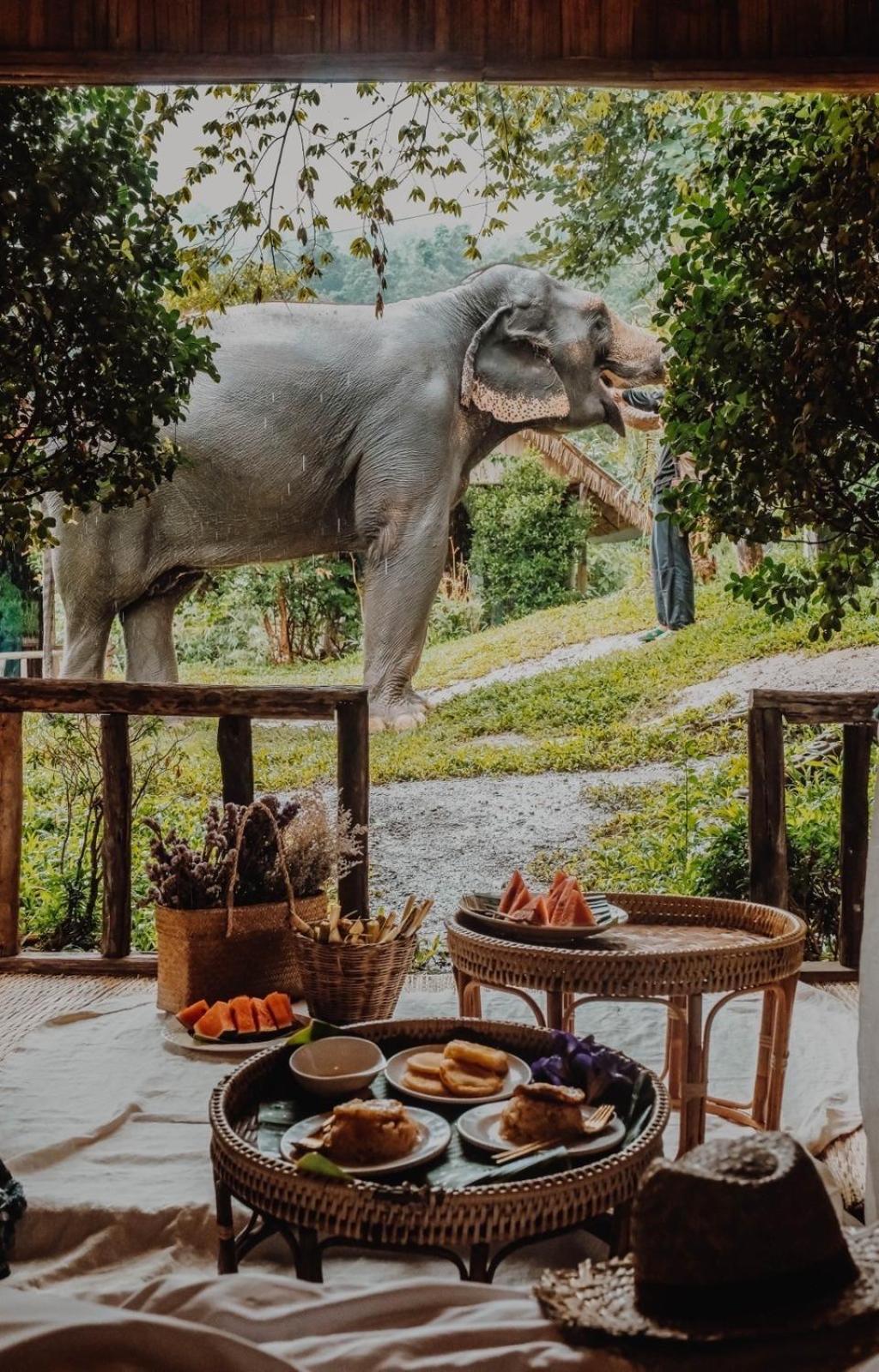 3 Pok Maewang Jinxiang Gold Elephant Park Mae Wang Luaran gambar